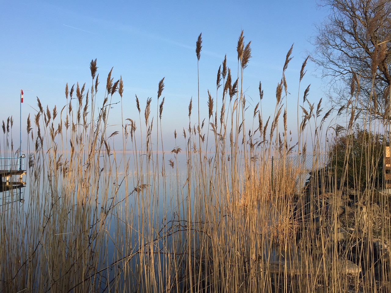 lake reed bank free photo