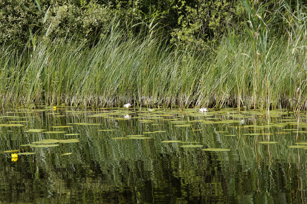 lake clear waters free photo