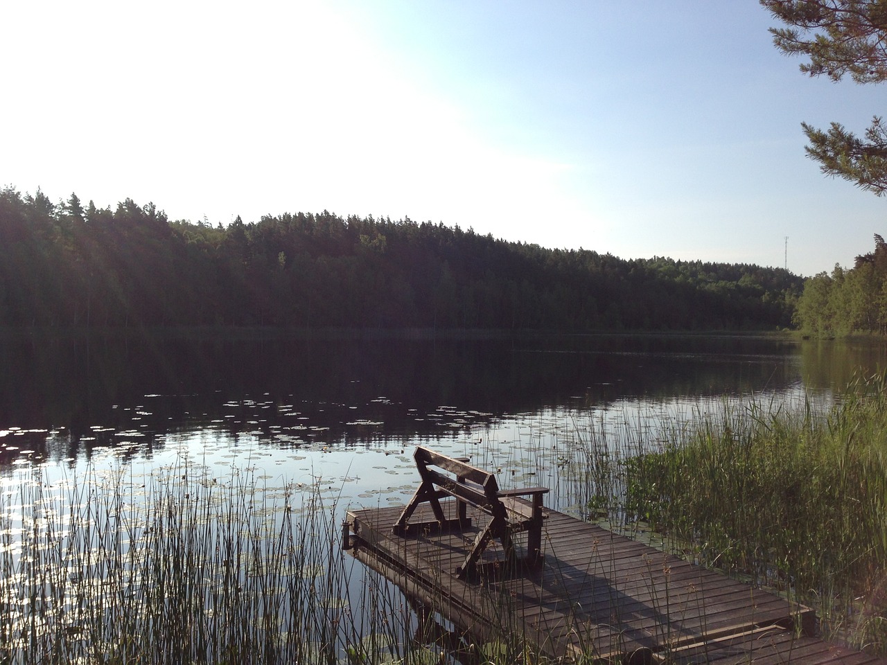 lake beach reed free photo