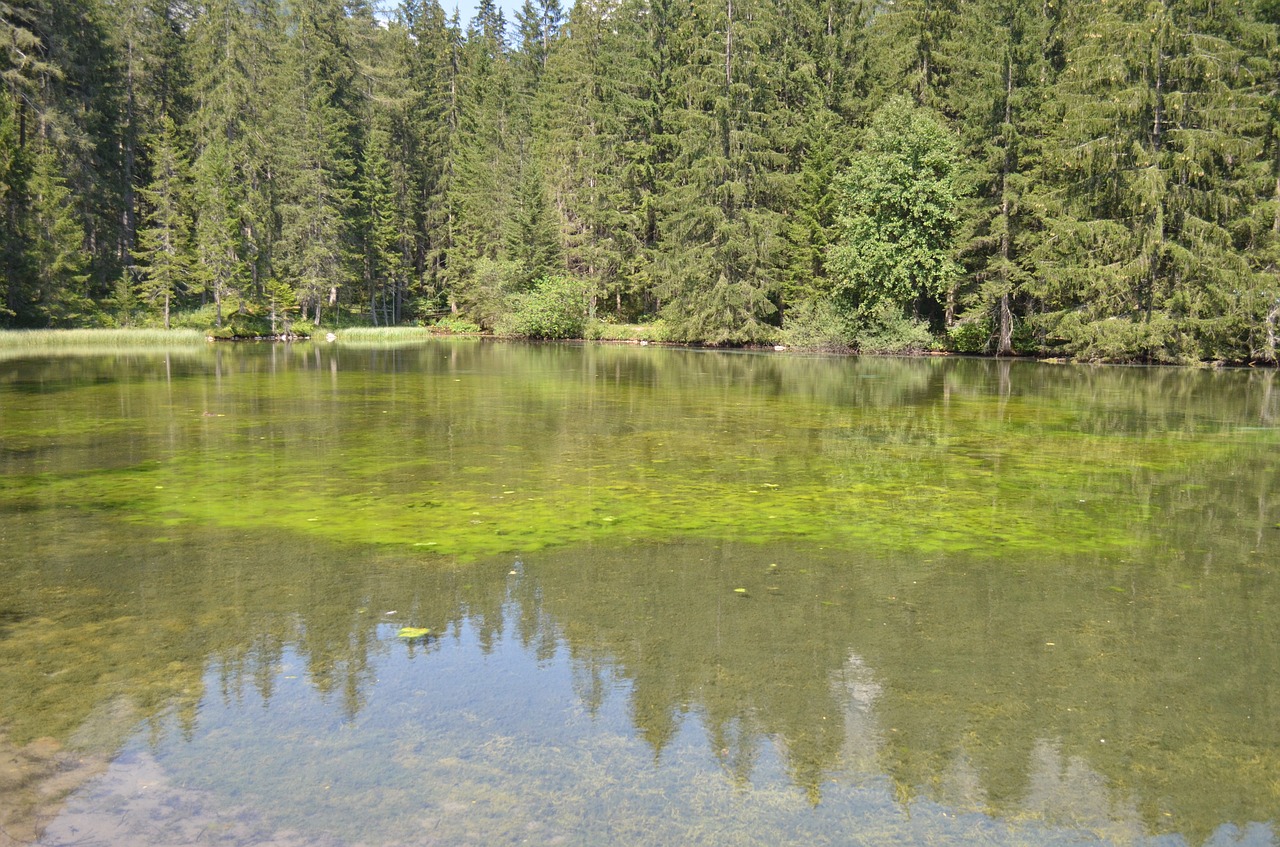 lake water green free photo