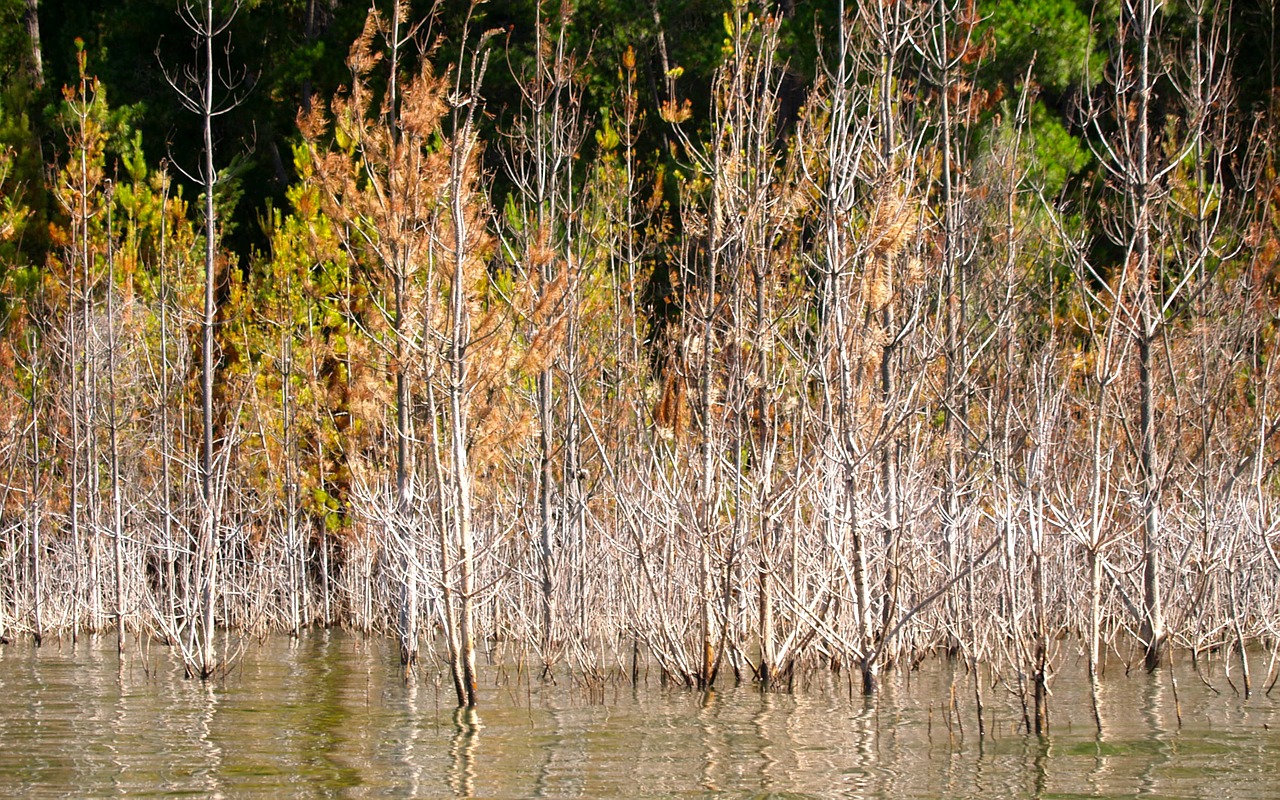 lake eildon flood free photo