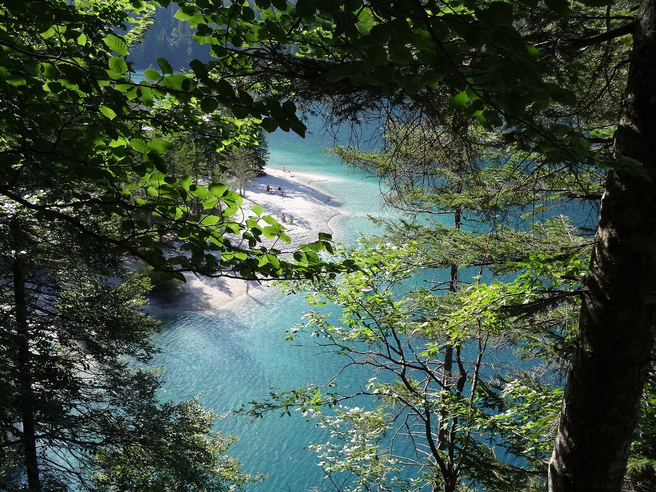 through the trees beautiful nature free photo