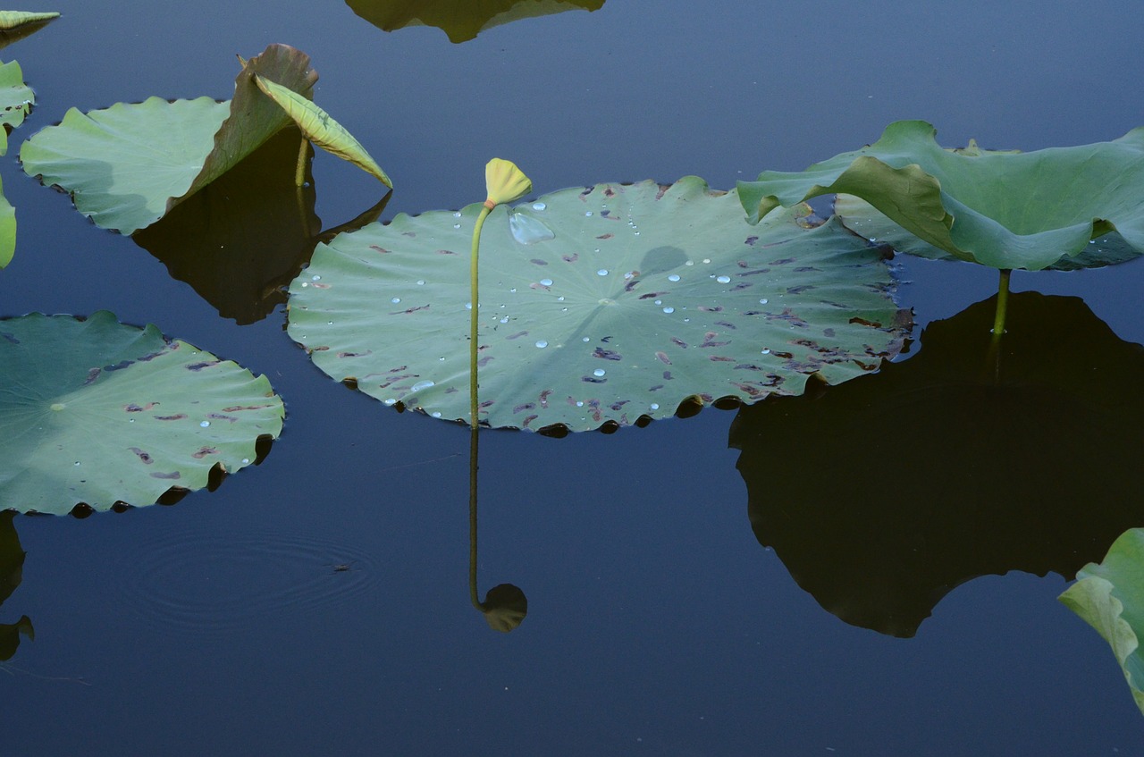 lake lotus lotus leaf free photo