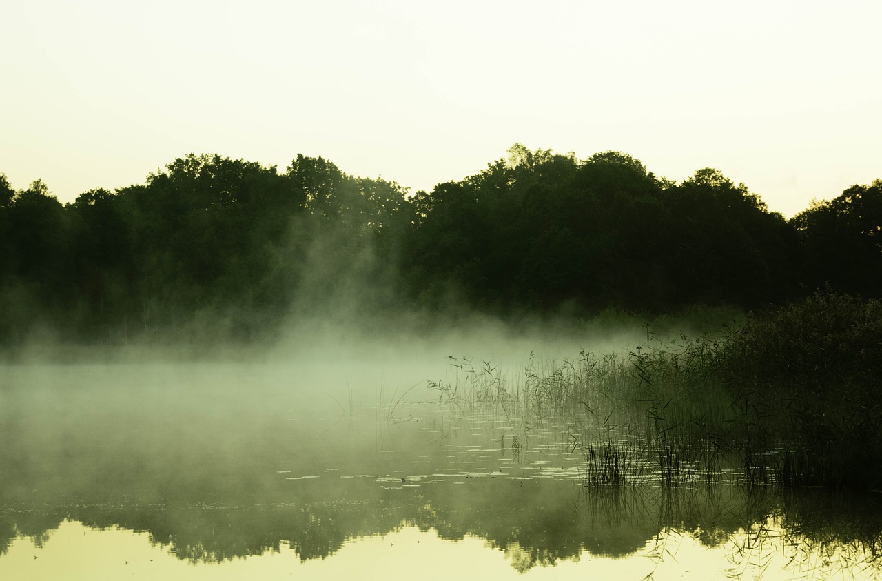 lake morning forest free photo