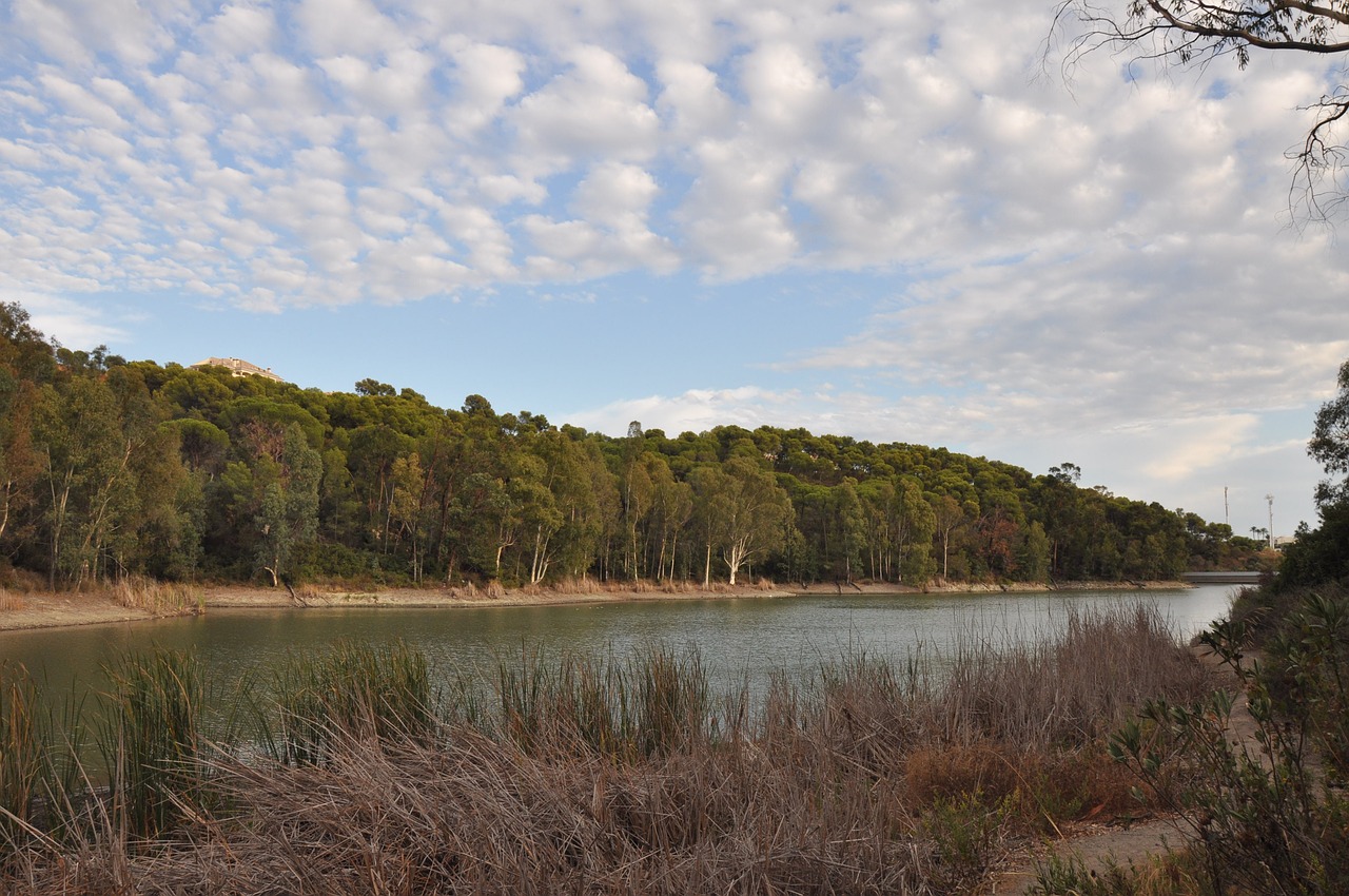 lake trees pond free photo