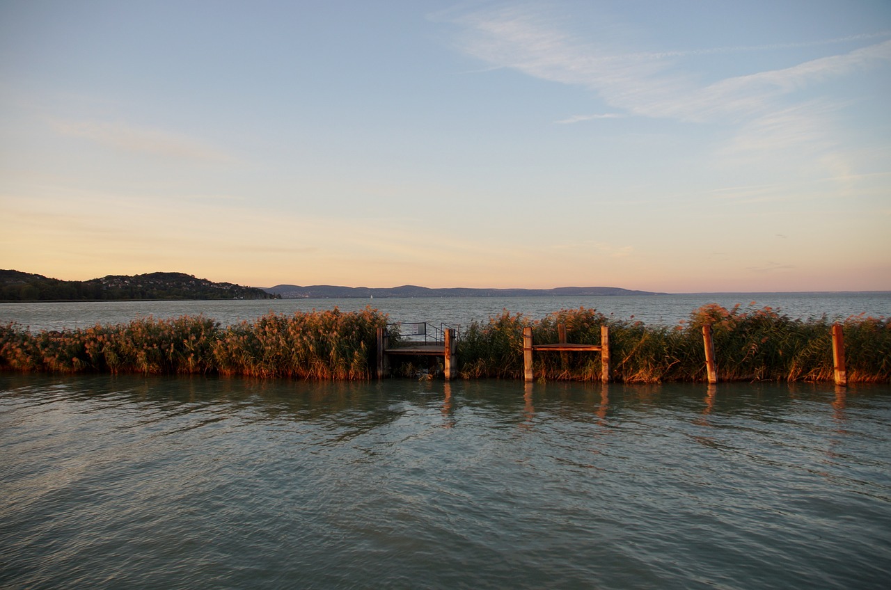 lake balaton reeds free photo