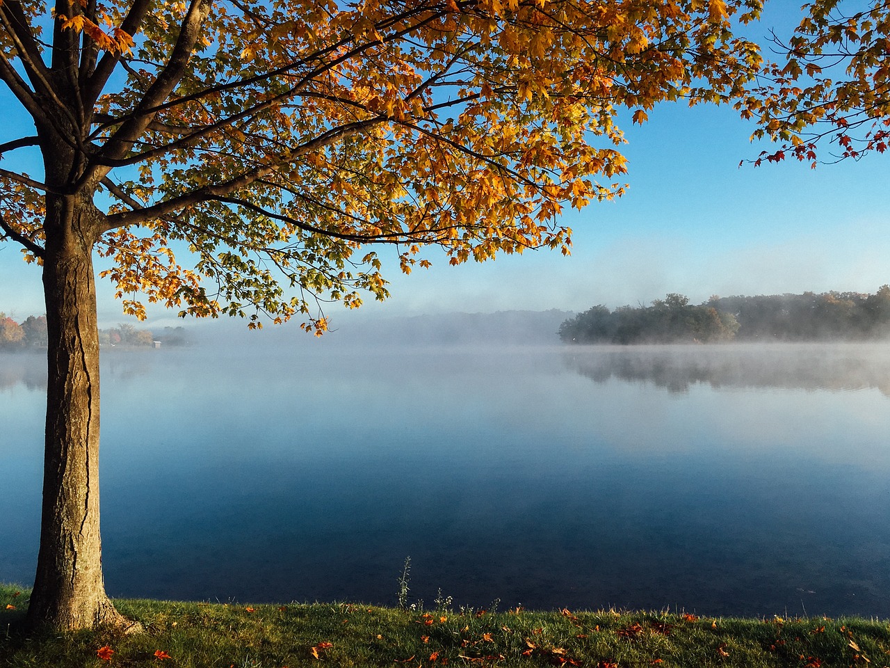 lake tree autumn free photo