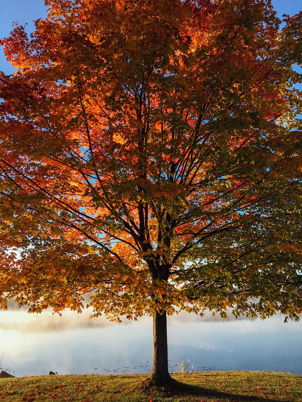 lake tree autumn free photo