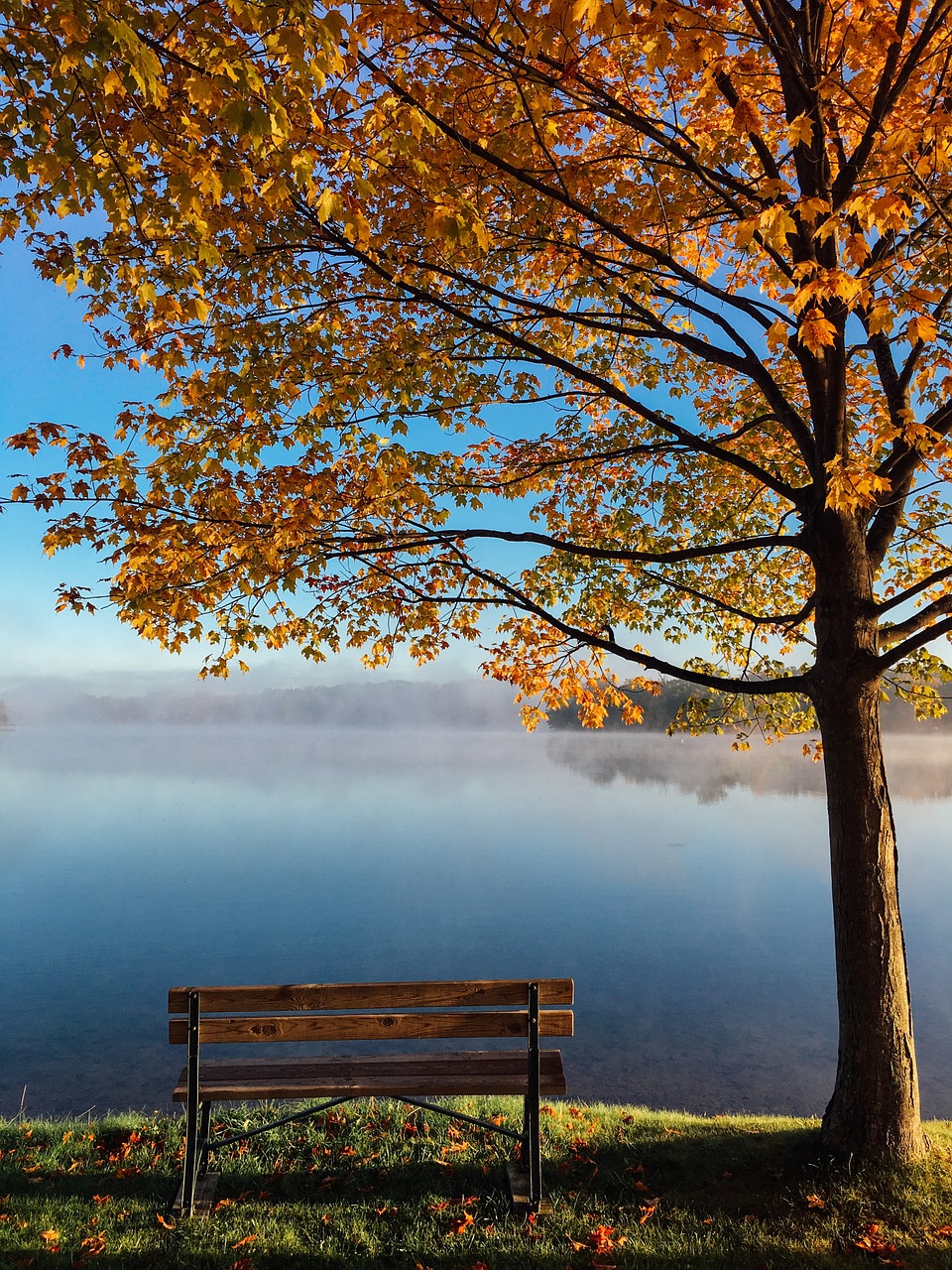 lake tree autumn free photo