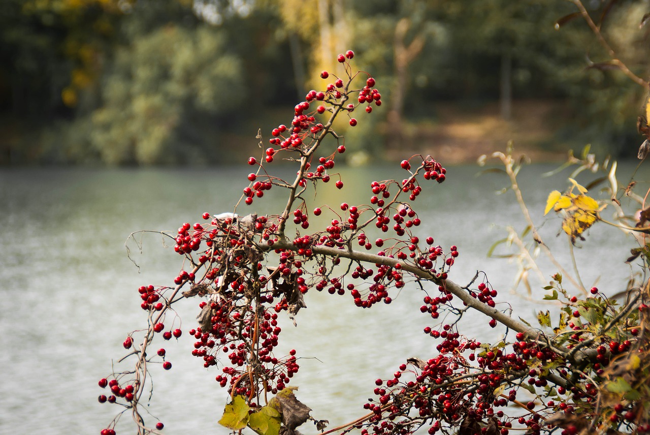 lake bush water free photo