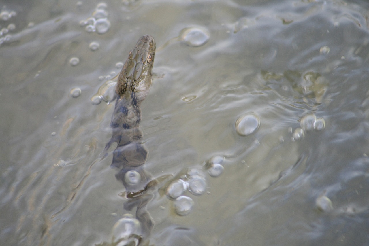 lake water reptile free photo