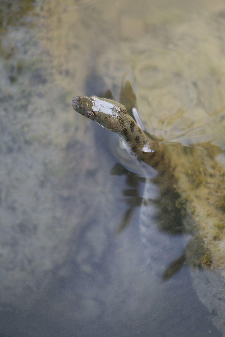 lake water reptile free photo