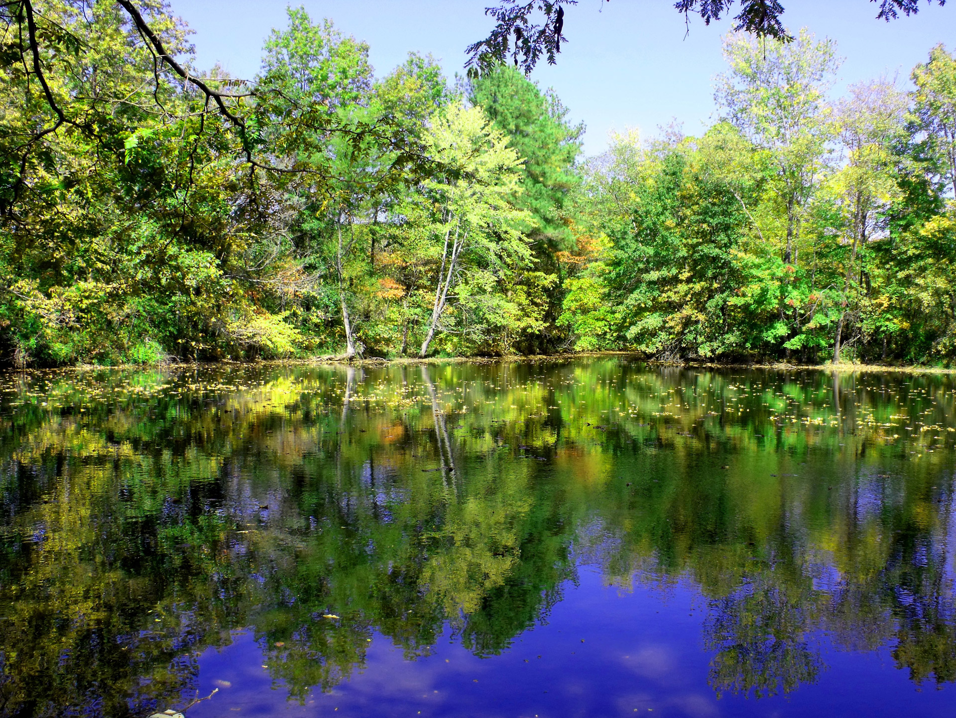 lake tree lake and trees free photo