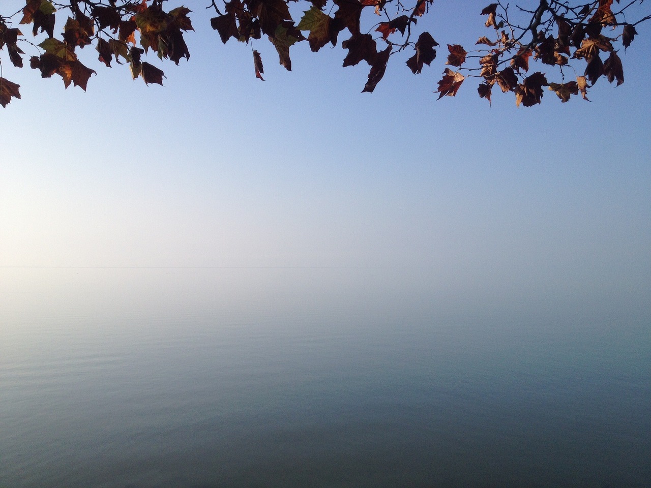 lake balaton autumn leaves free photo