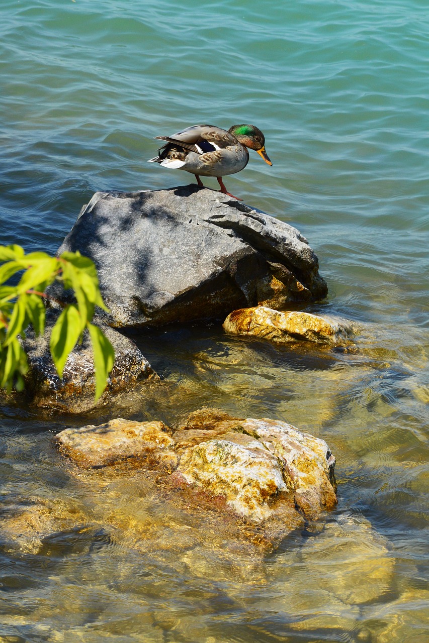 lake balaton wild ducks lake free photo