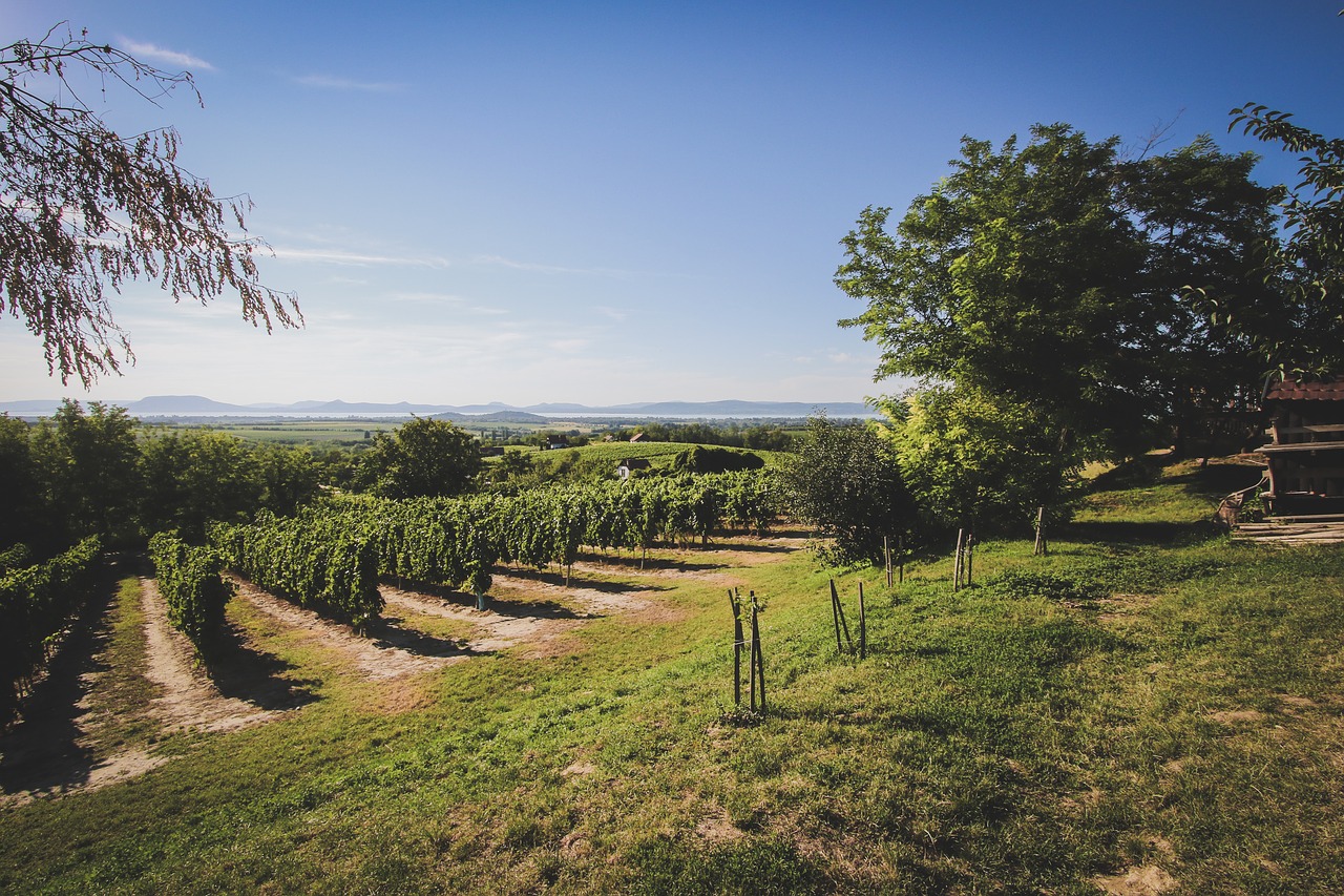 lake balaton summer wine free photo