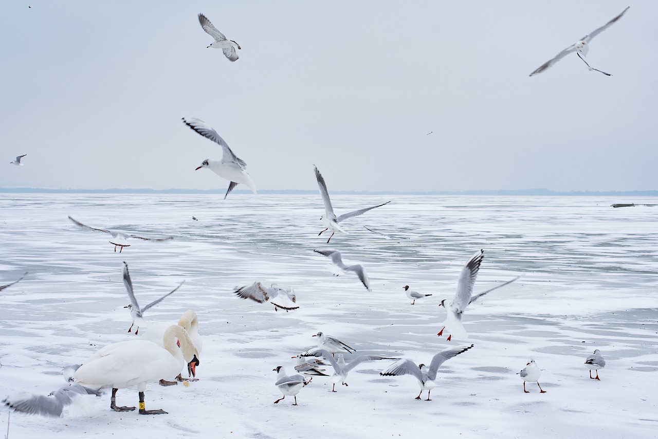 lake balaton  winter  swan free photo