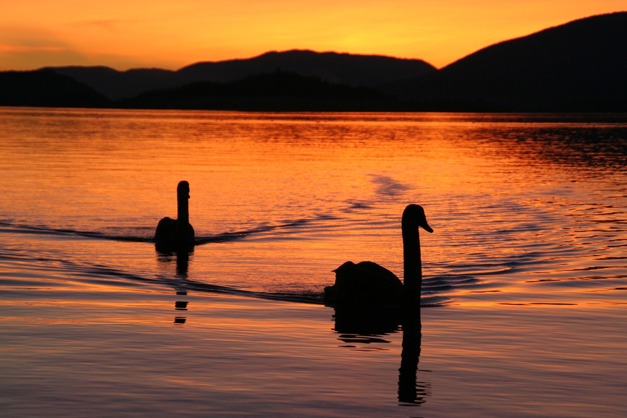 lake biel swans evening free photo