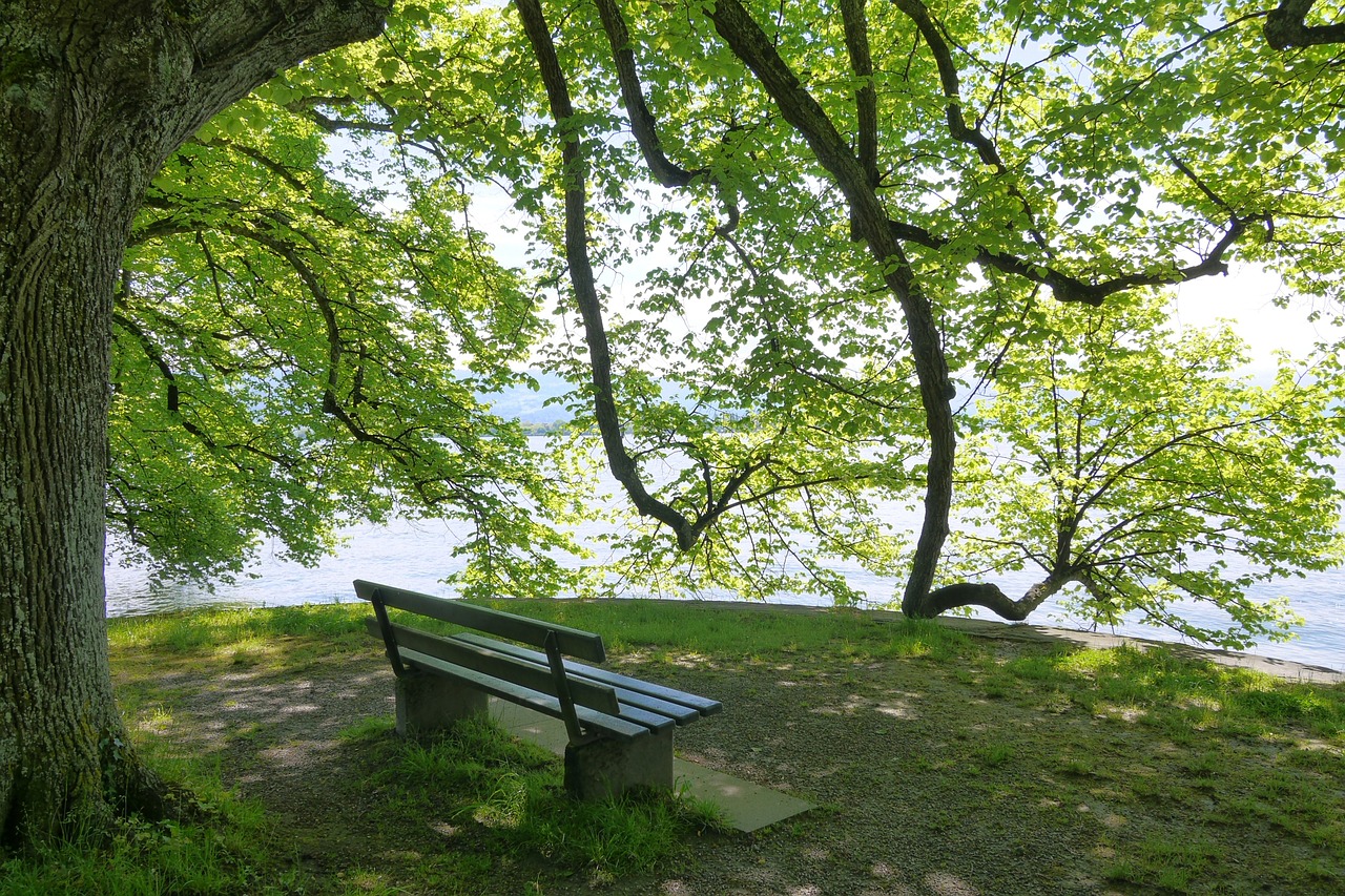 lake constance bench rest free photo