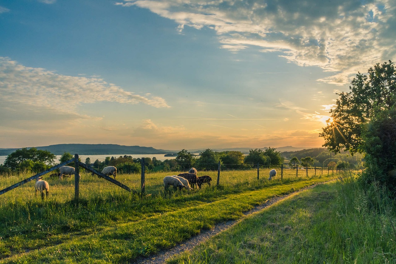 lake constance sheep pasture sheep free photo