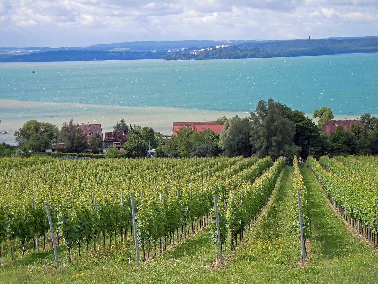 lake constance vine landscape free photo