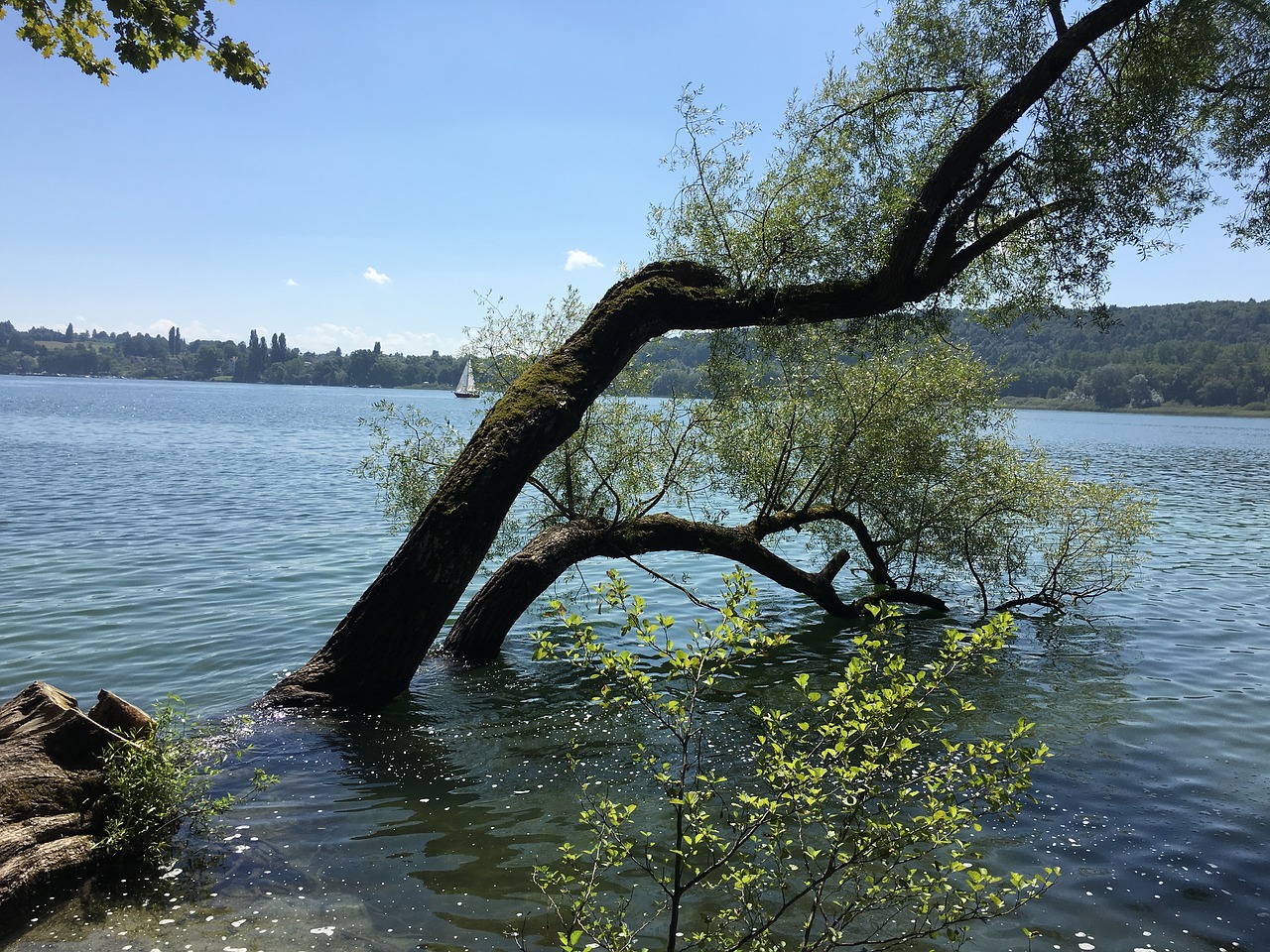 lake constance summer mainau free photo