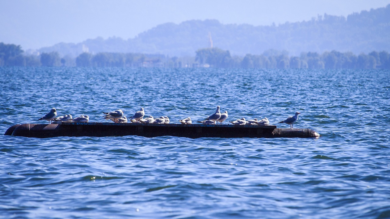 lake constance gulls on the water free photo