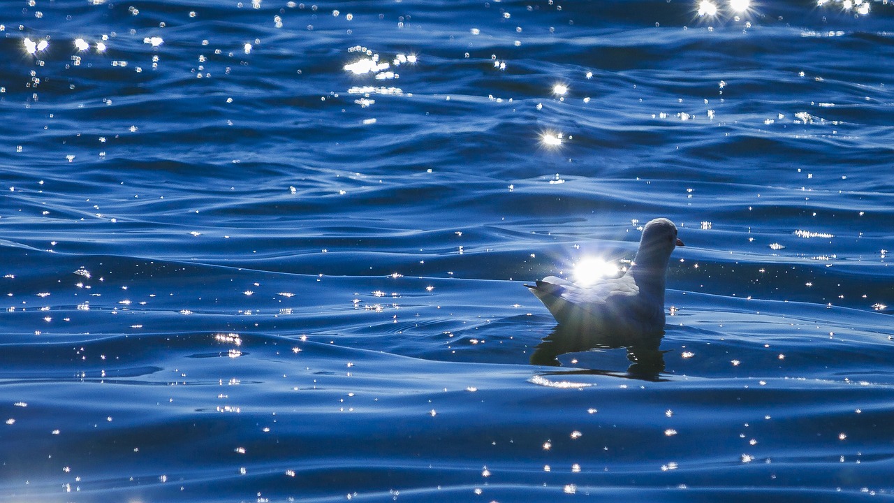 lake constance seagull on the water free photo