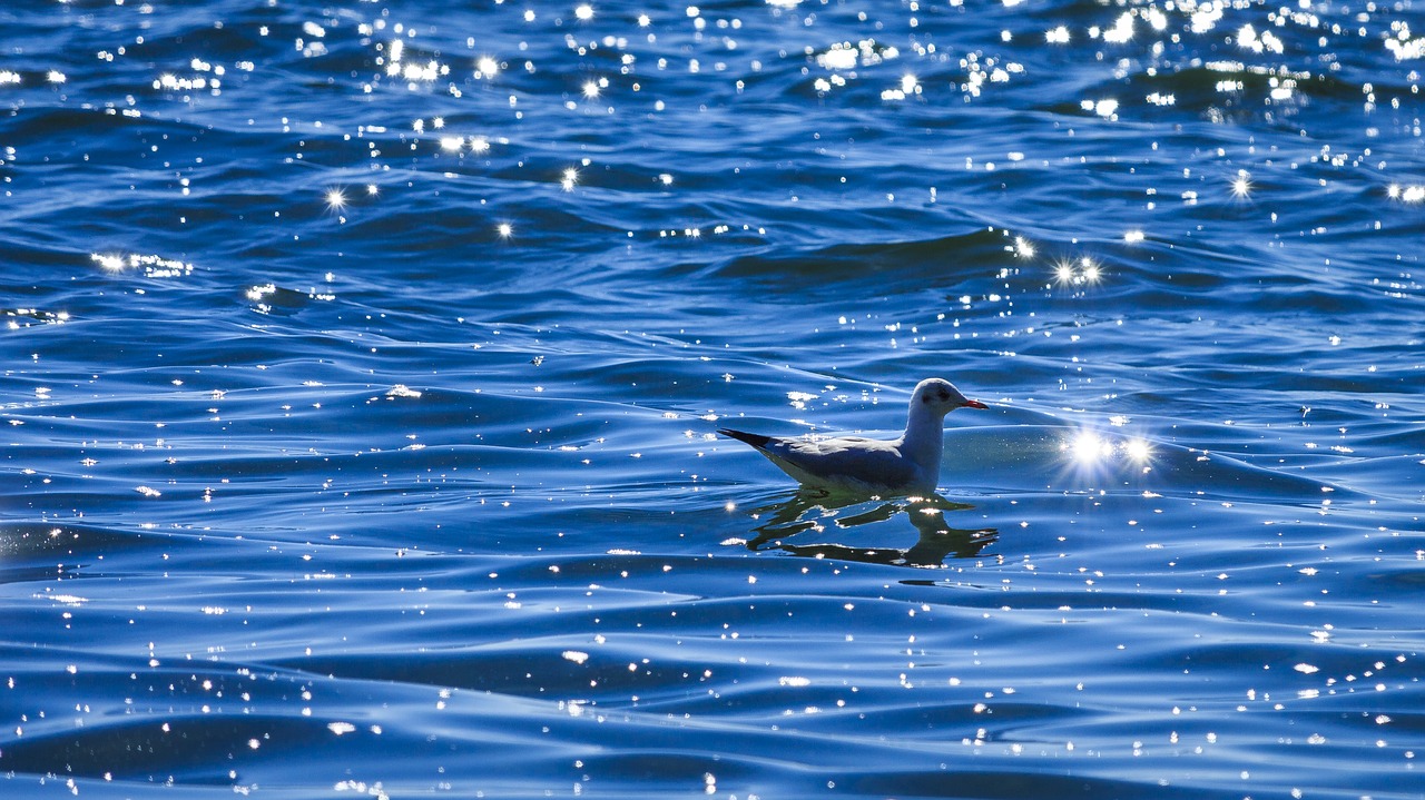 lake constance seagull on the water free photo