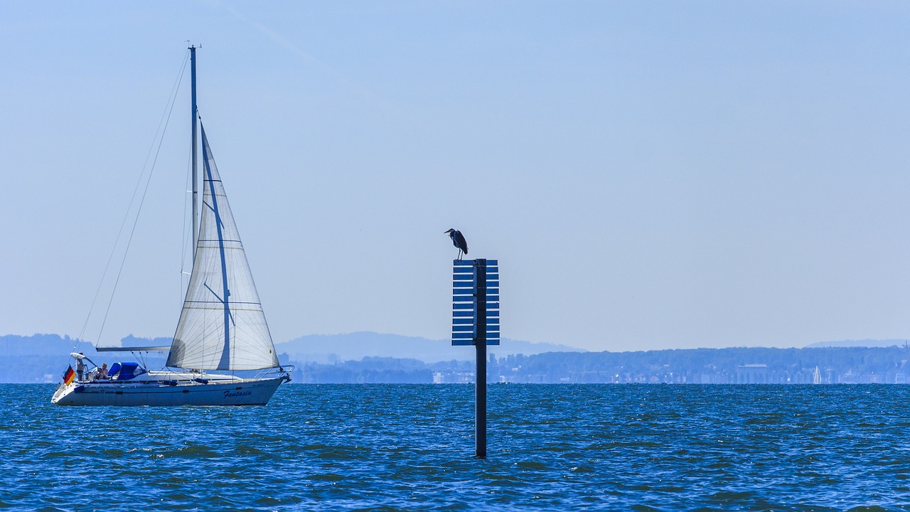 lake constance gulls on the water free photo