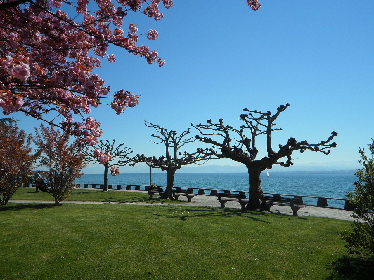 lake constance in the spring spring free photo