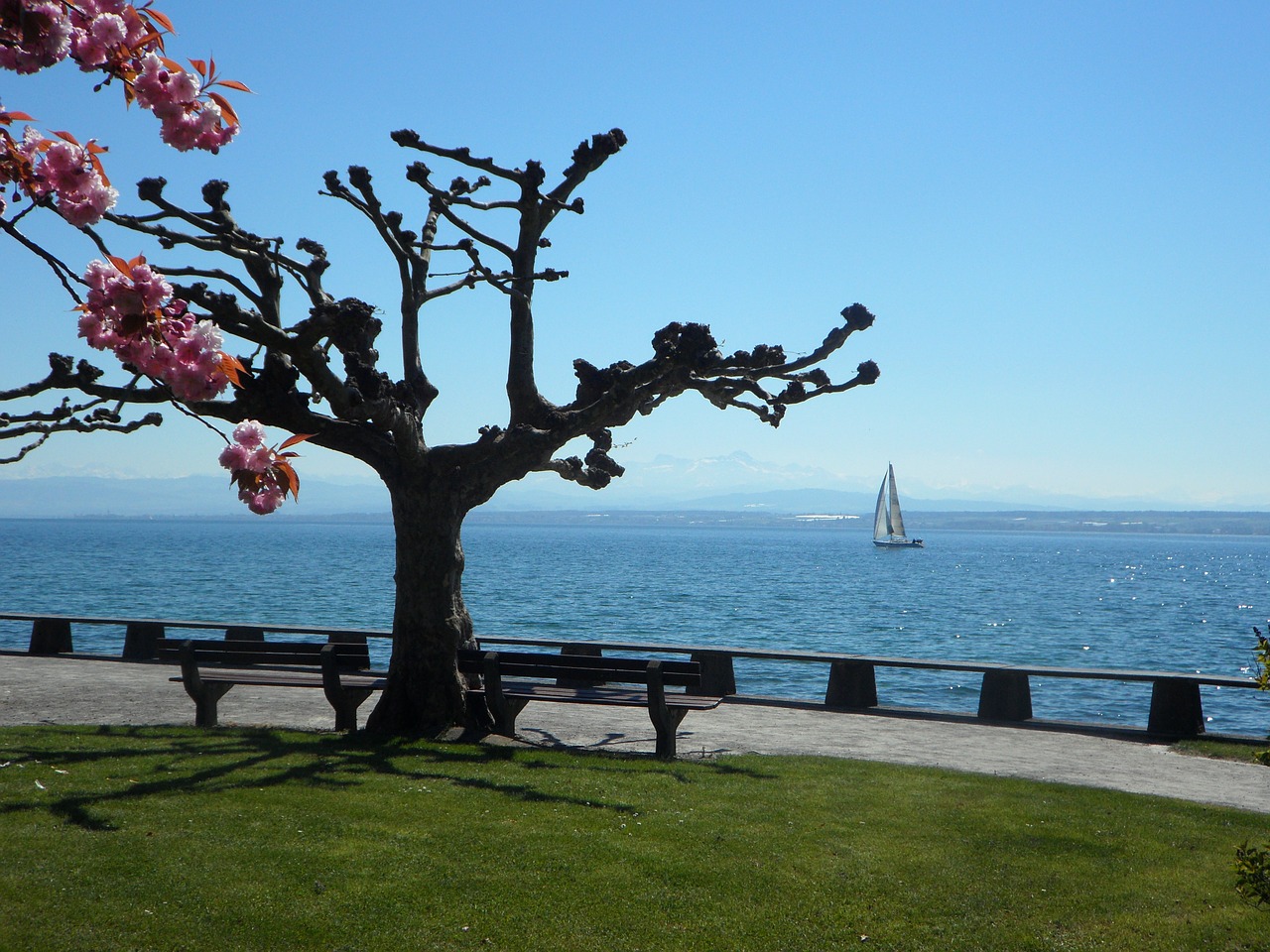 lake constance in the spring spring free photo