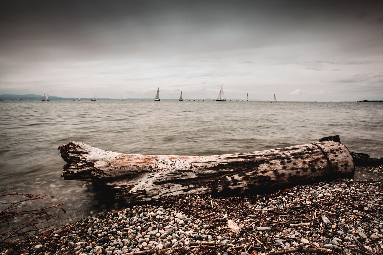 lake constance  tree  water free photo