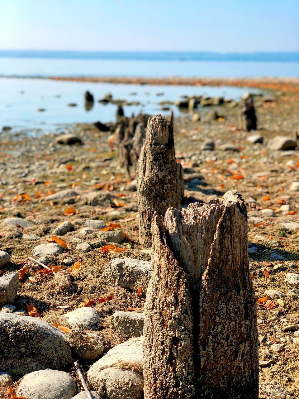 lake constance  lake  water free photo