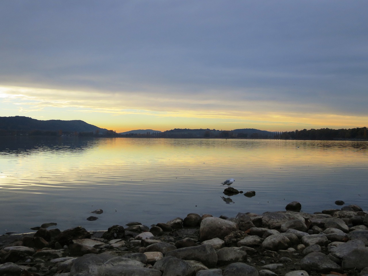 lake constance  bank  water free photo