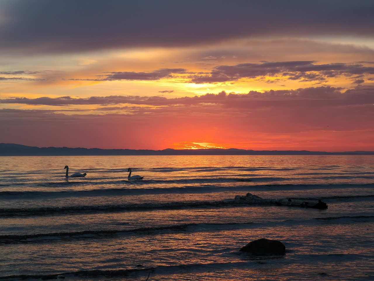 lake constance  sunset  swan free photo