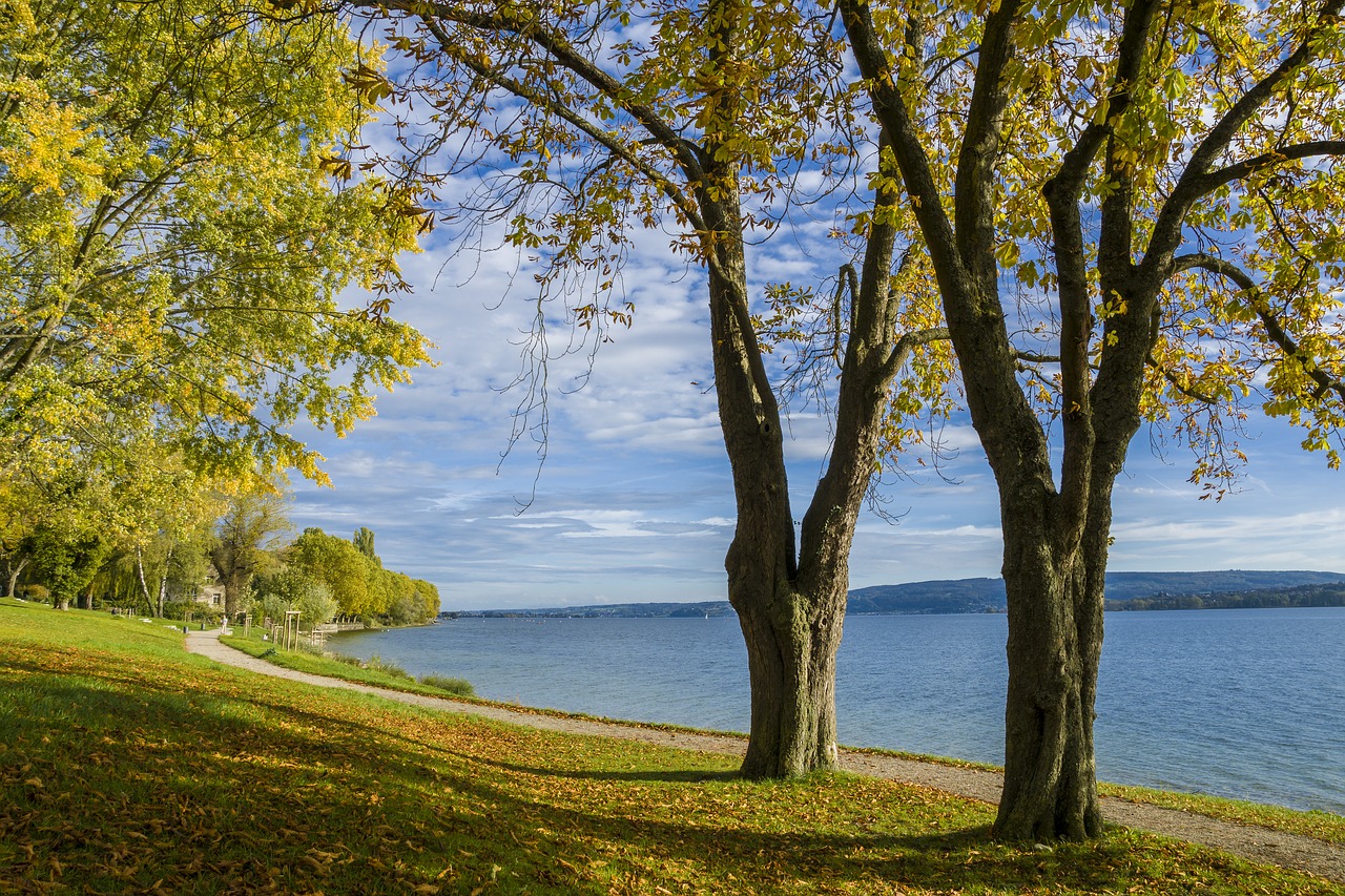 lake constance  nature  trees free photo