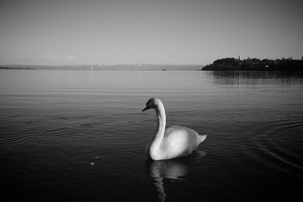 lake constance swan bird free photo