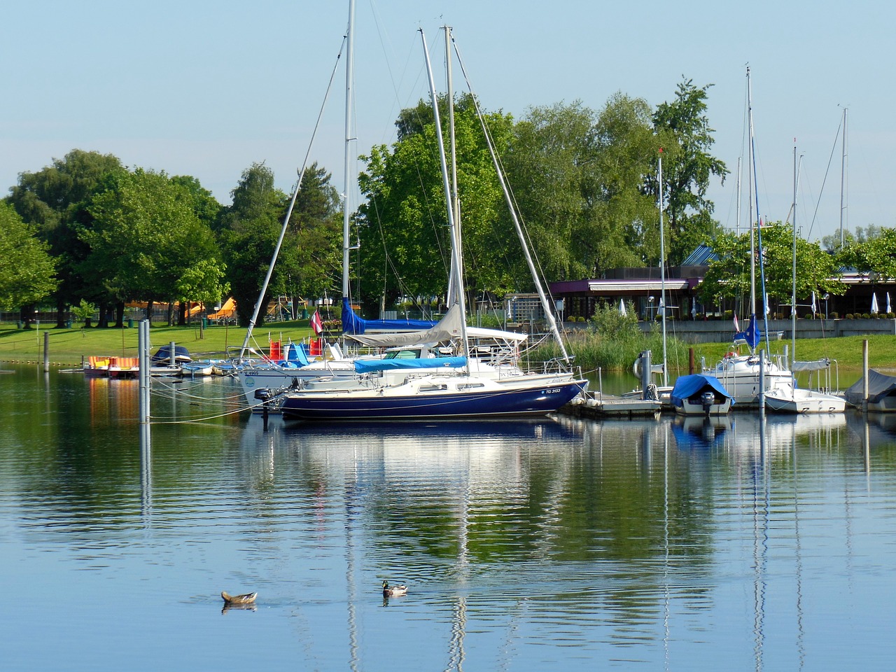 lake constance sailing boats mood free photo