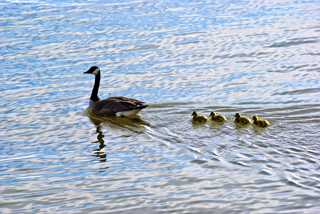 lake dardanelle geese  goose  chicks free photo