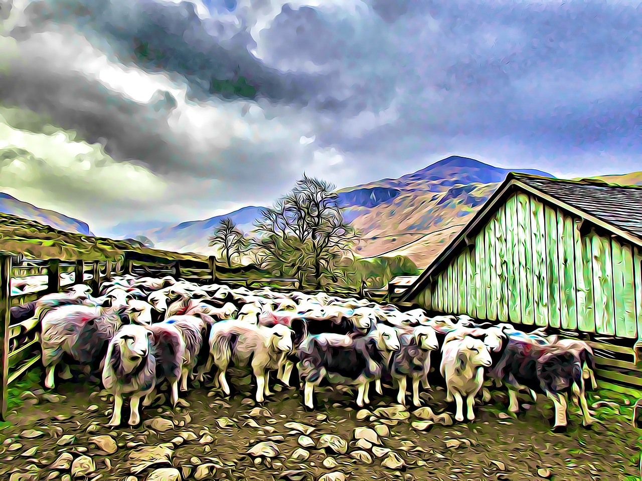 lake district  cumbria  sheep free photo