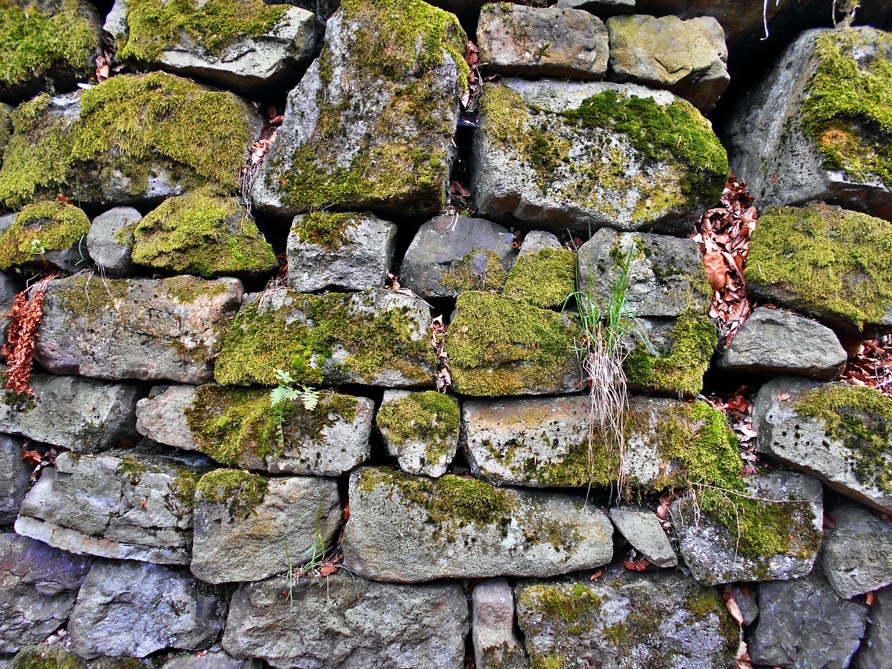 stone wall lake dusia moss free photo