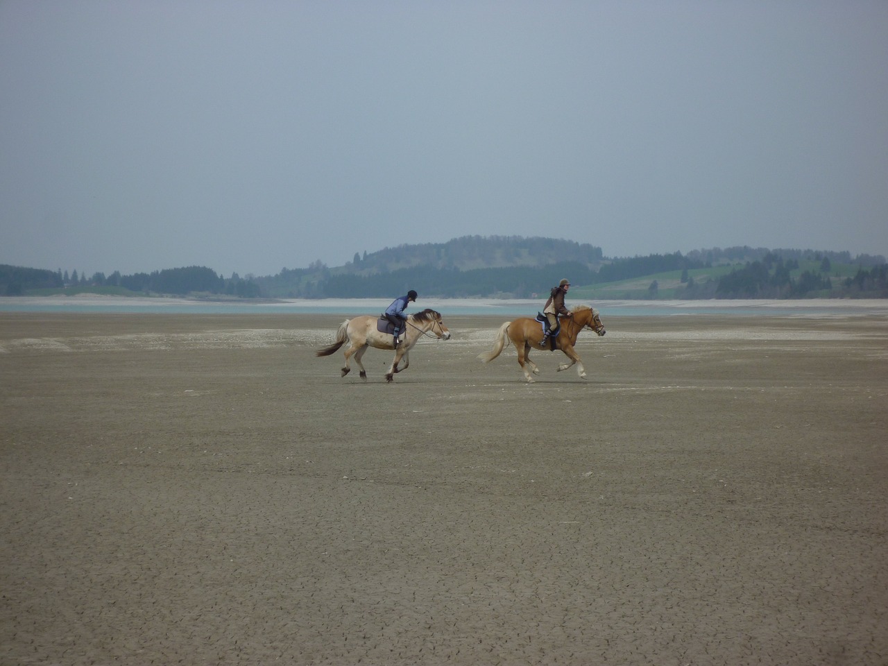 lake forggensee horses ride free photo