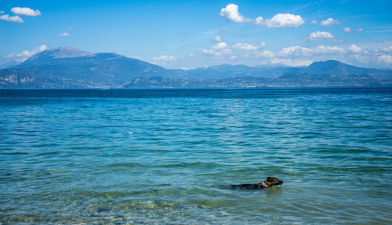 lake garda dog swimming free photo