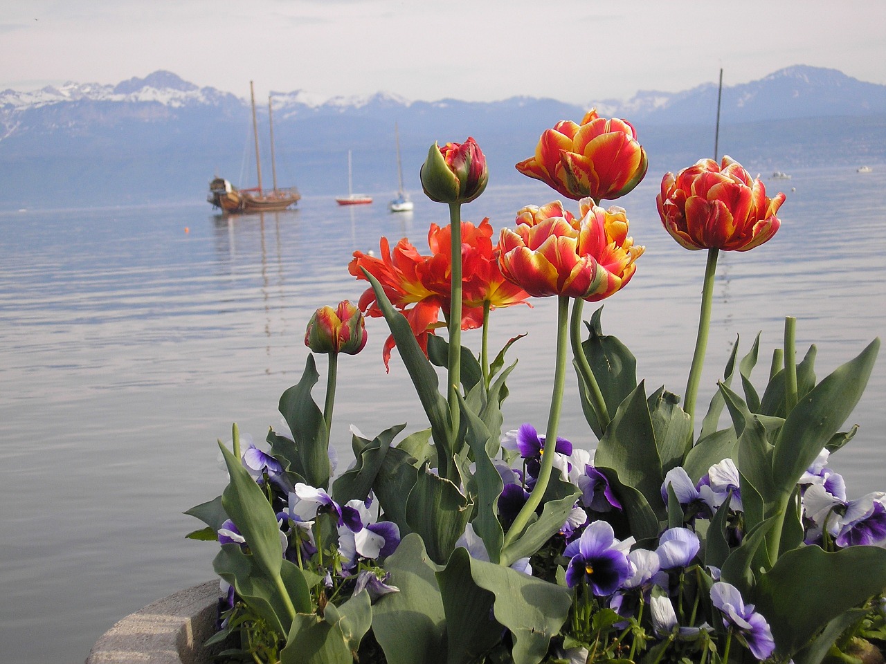 lake geneva tulips may free photo