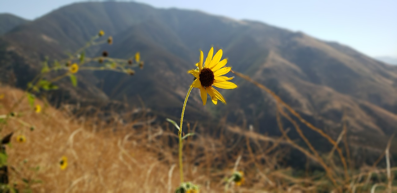 lake gregory  nature  outdoors free photo