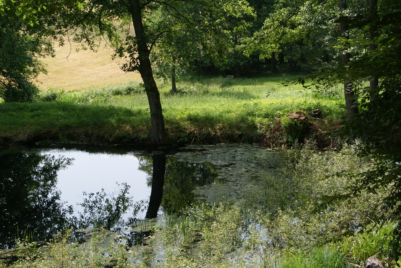 lake idyll pond plant pond free photo