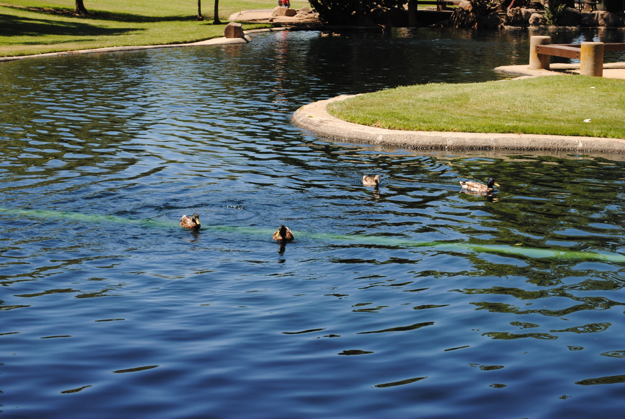 lake ducks lake in the park 1 free photo