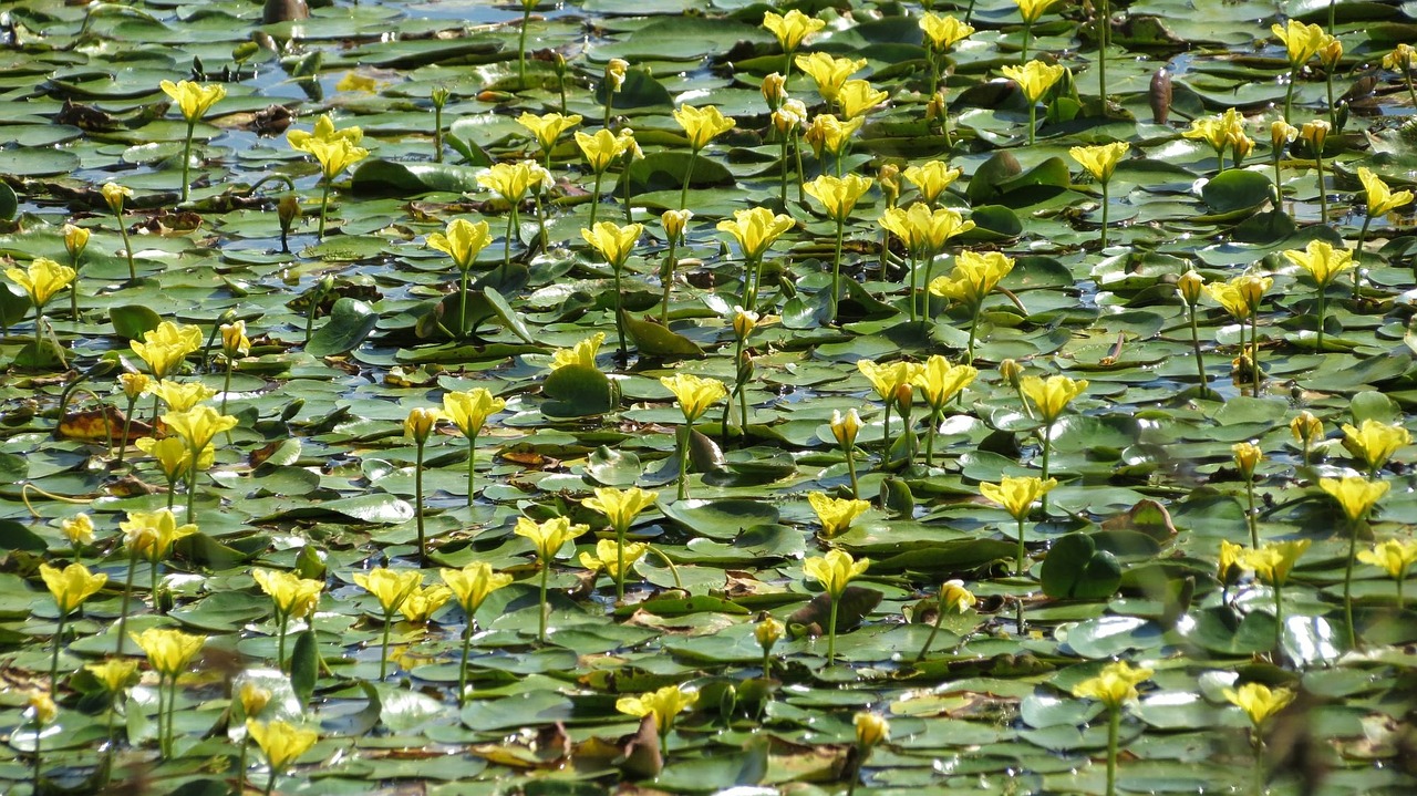 lake jug nymphaea yellow free photo