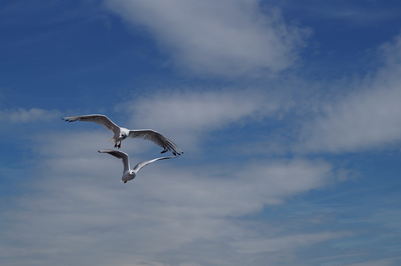 lake lucerne region sgv gulls free photo